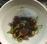 LotusBloei™ Cultiveer Natuurlijke Schoonheid