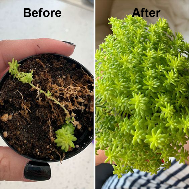 1+1 Gratis | Organische Plantenvoeding | Versnelt Groei & Versterkt Wortels