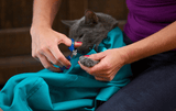 KnuffelenZakje™ Rustgevende Kattenmand