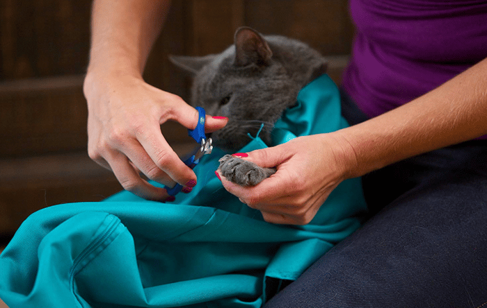 KnuffelenZakje™ Rustgevende Kattenmand