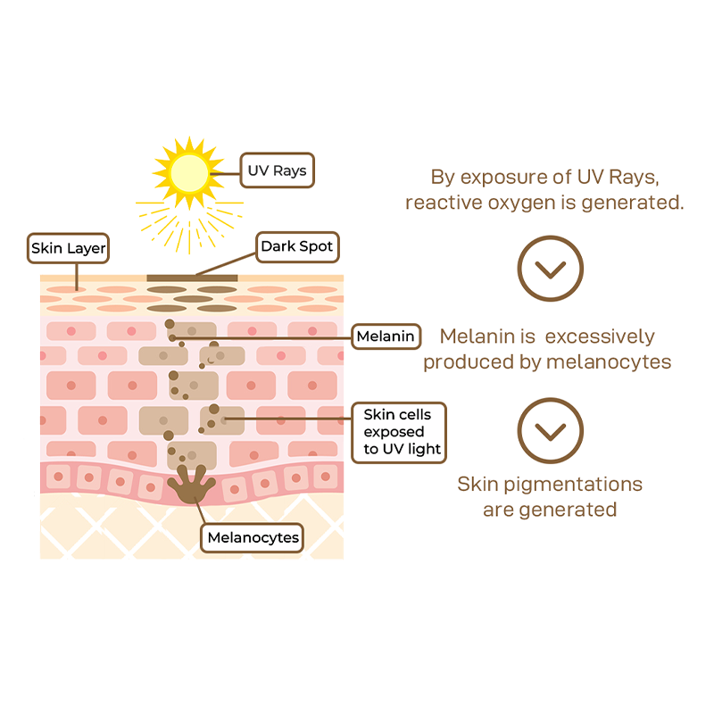 PureUitstraling™ Anti-Pigment Probiotic SPF 50 Dagcrème