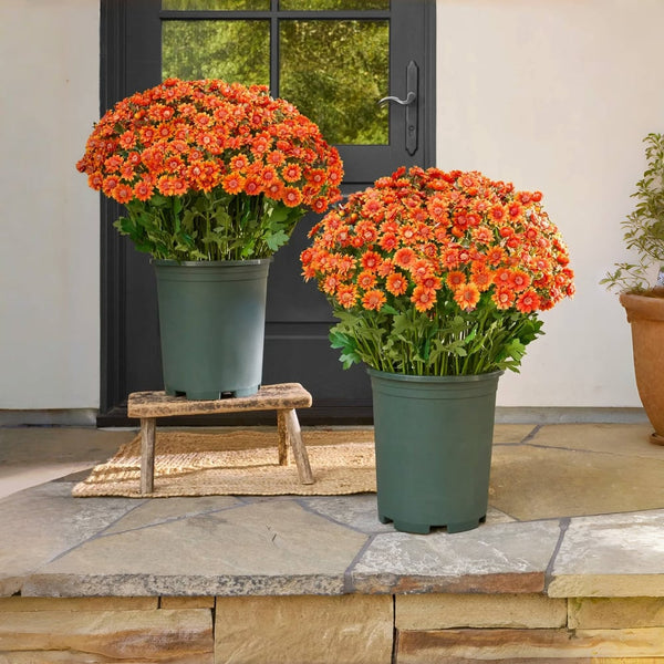 Kunstbloemen Chrysanten | UV-bestendig | Levensecht Design | Herfstdecoratie voor Veranda & Tuin