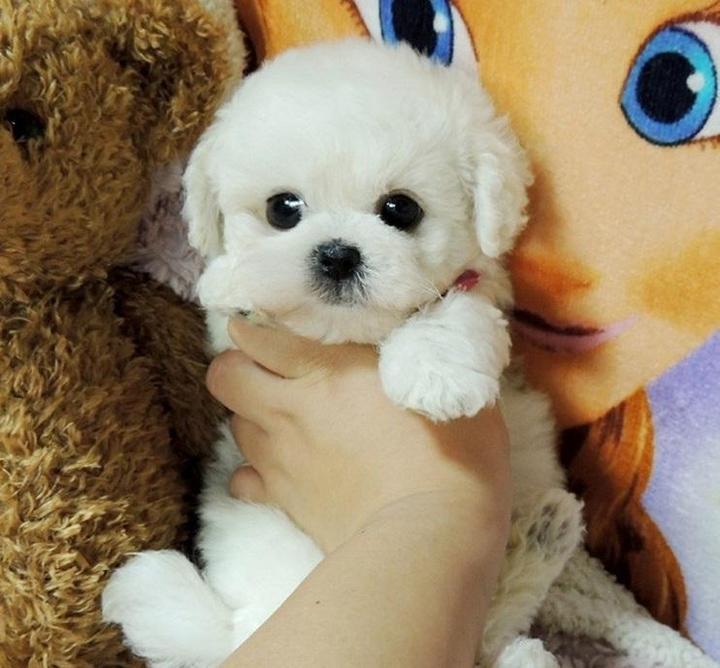 PupCuddle™ | Schattige Puppy Teddybeer