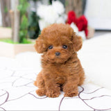 PupCuddle™ | Schattige Puppy Teddybeer