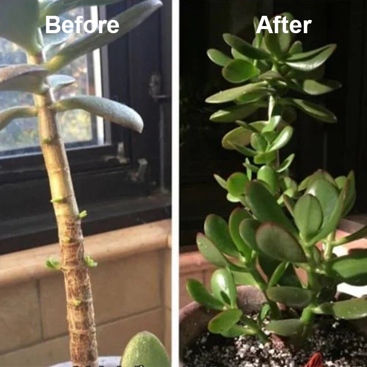 2+1 Gratis | WortelStijg™ Snellere Plantsherstel