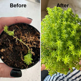2+1 Gratis | WortelStijg™ Snellere Plantsherstel